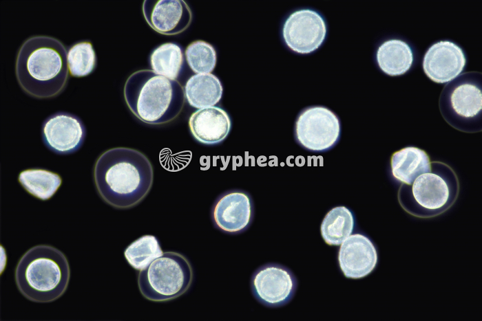 Pollen d'If (Taxus baccata) x70 - gryphea.com